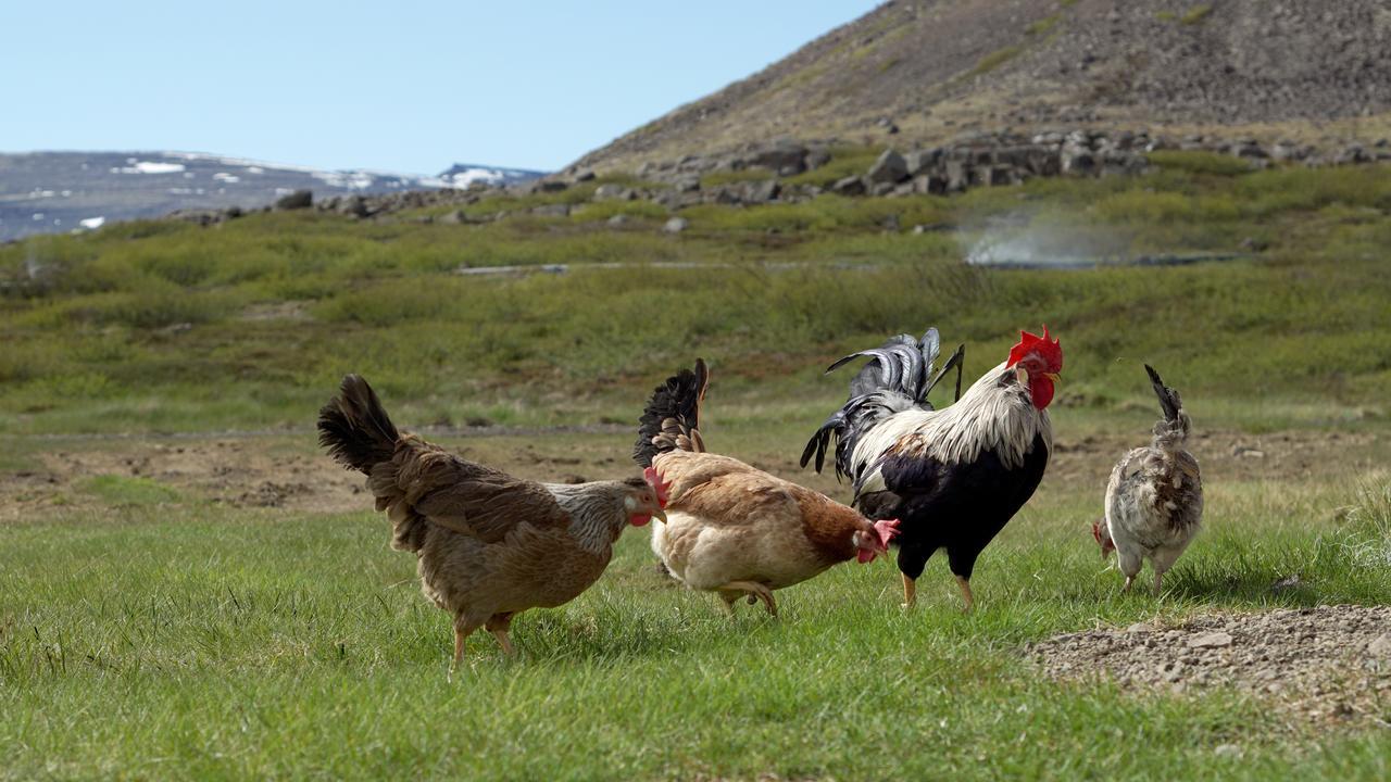 Mora Hagi (Vestfirdir)